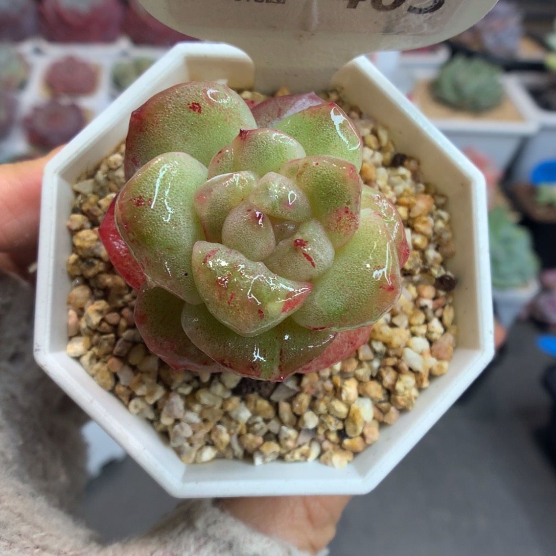 403冰玉石化多肉植物