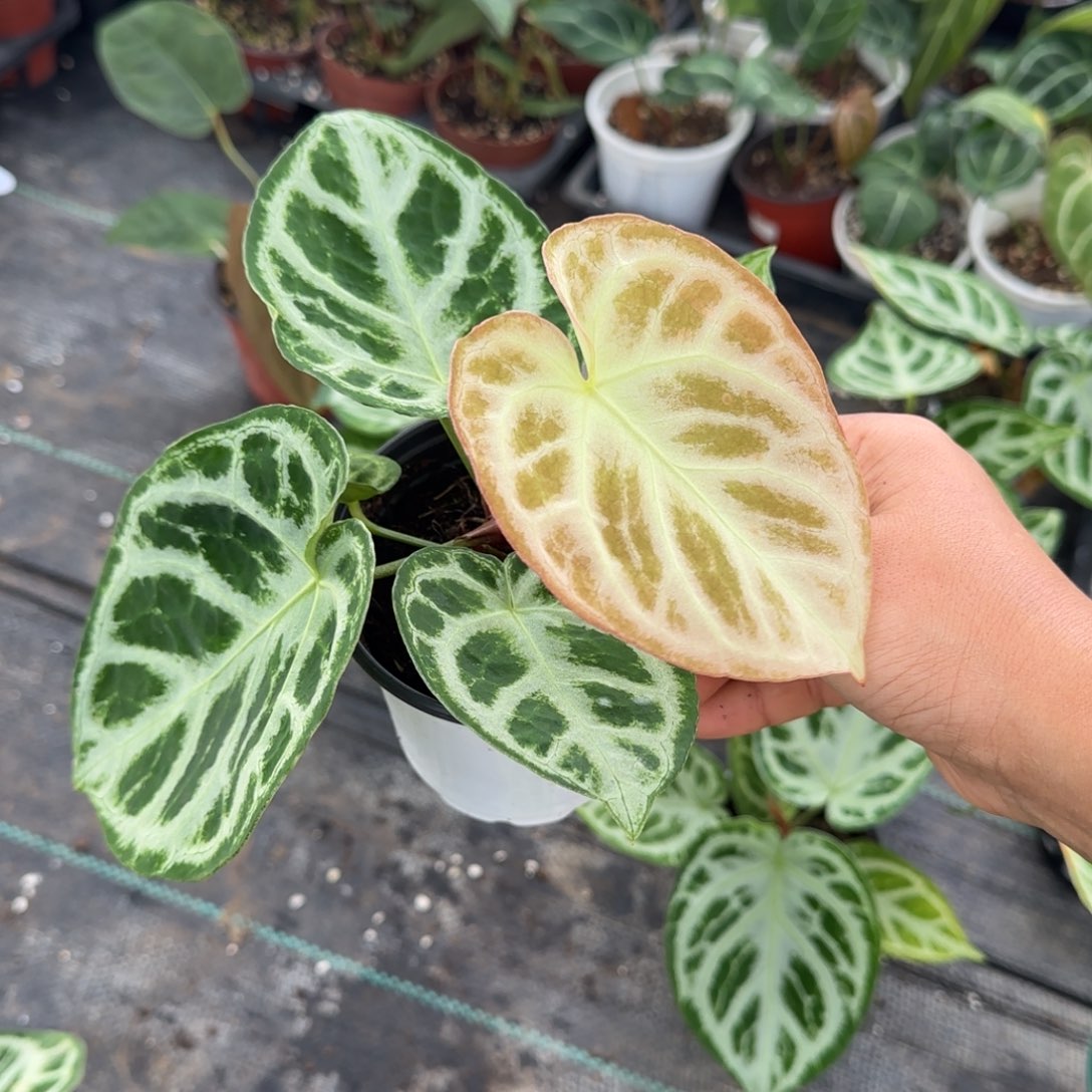 完全开放铜锣烧花烛