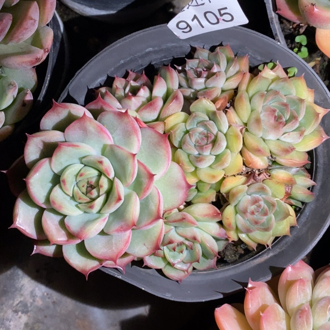 枫***谜不包掉头~9105~10厘米~散特