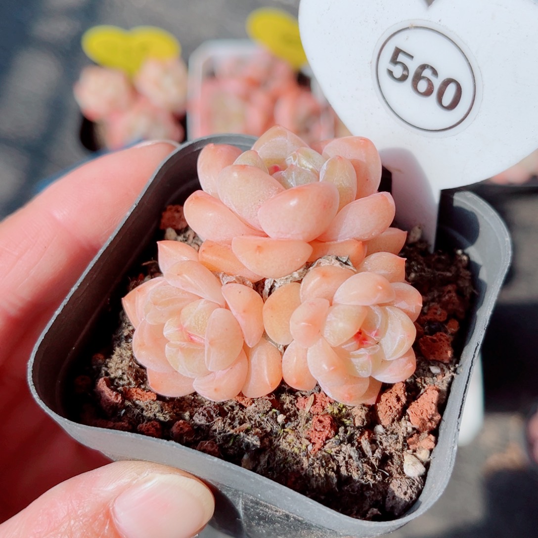 560号小老桩糖心群