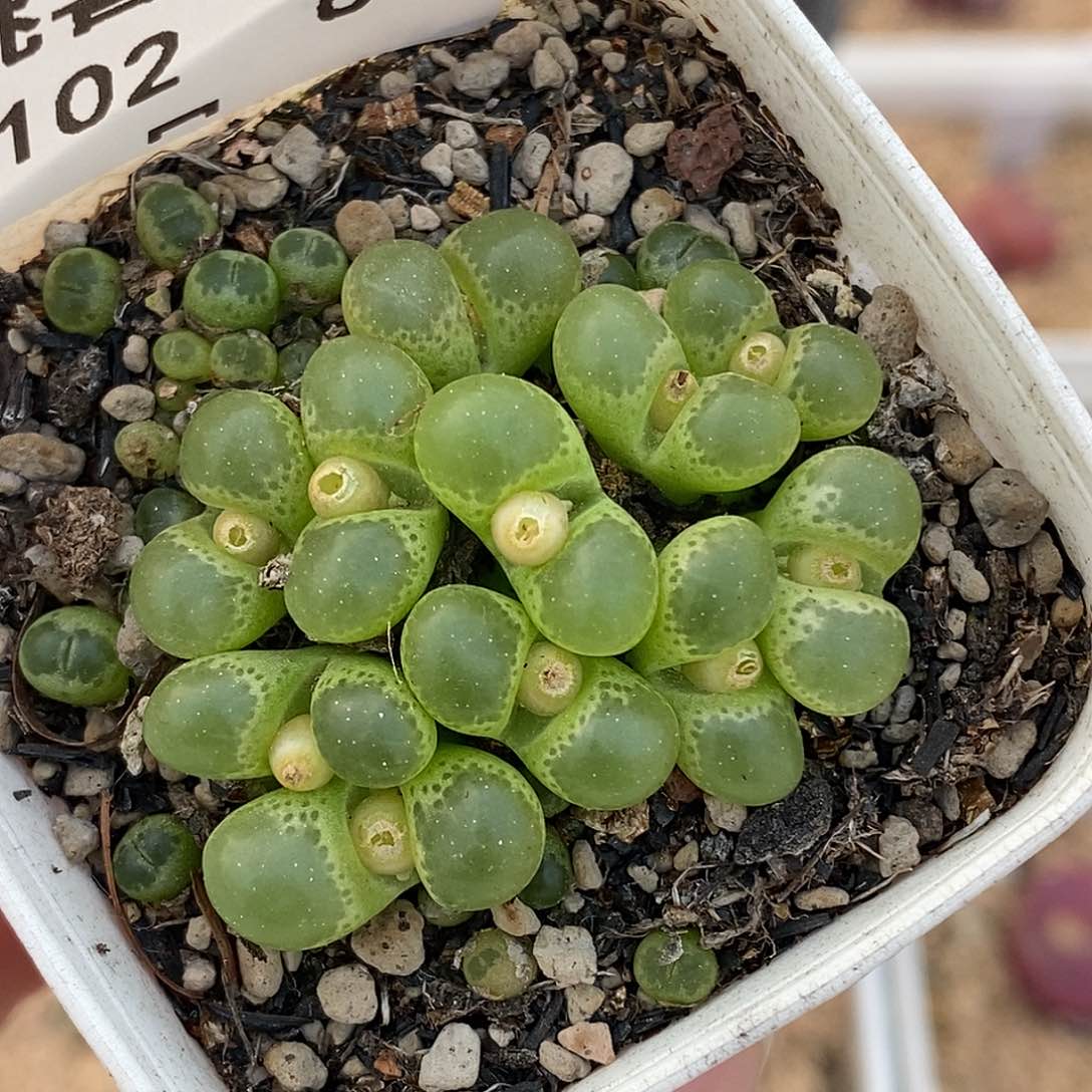 102-80-绿眼睛88折。   