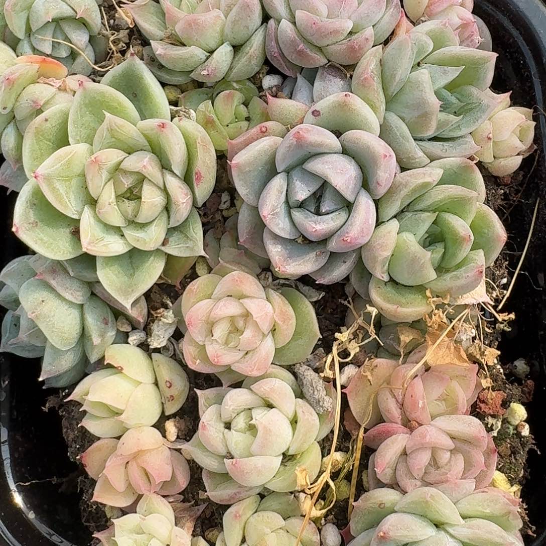 杂交新品珍妮多肉763