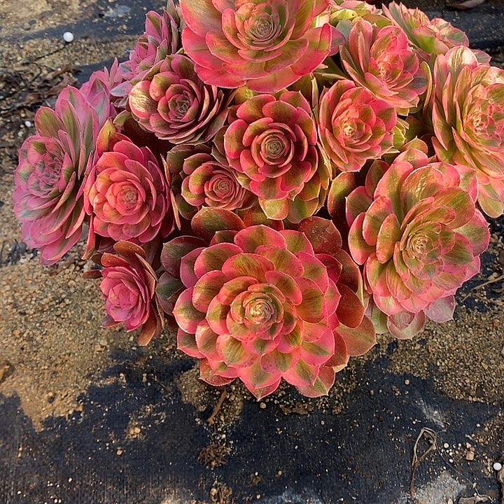 多肉植物火龙果821多肉