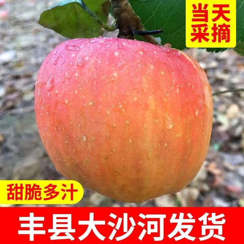 丰县大沙河红富士丑苹果现摘现发