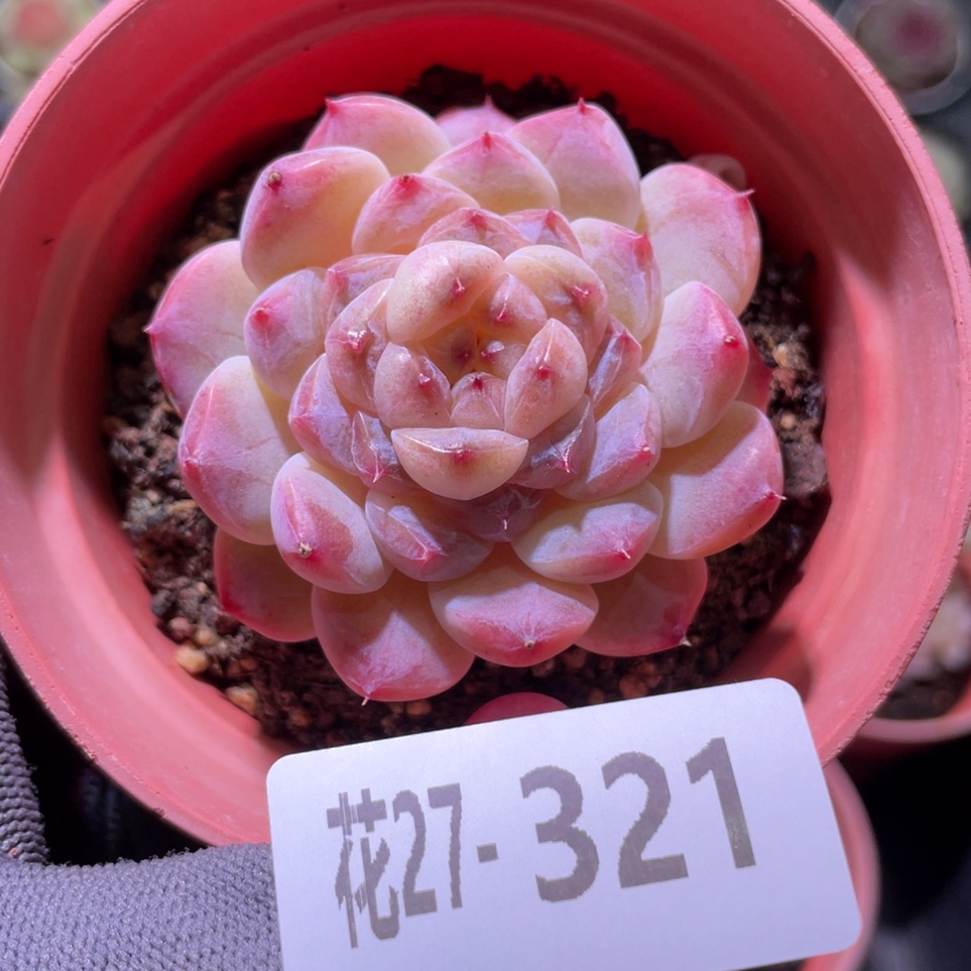 花利美27-321秘境冰魄