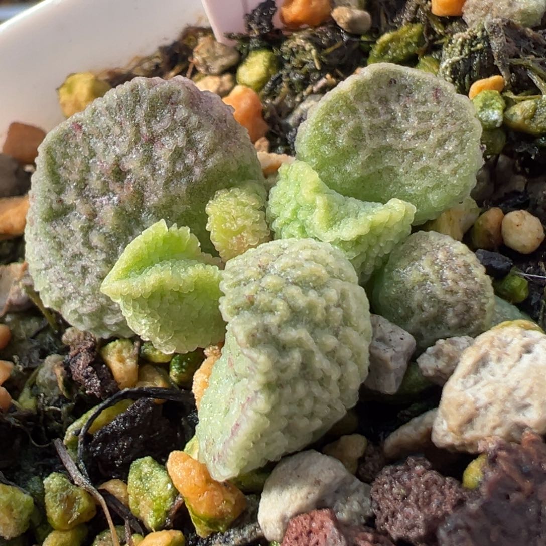 45号血斑纹路款大脑袋新品