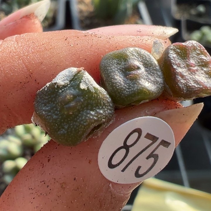 875干这颗多肉有点好看