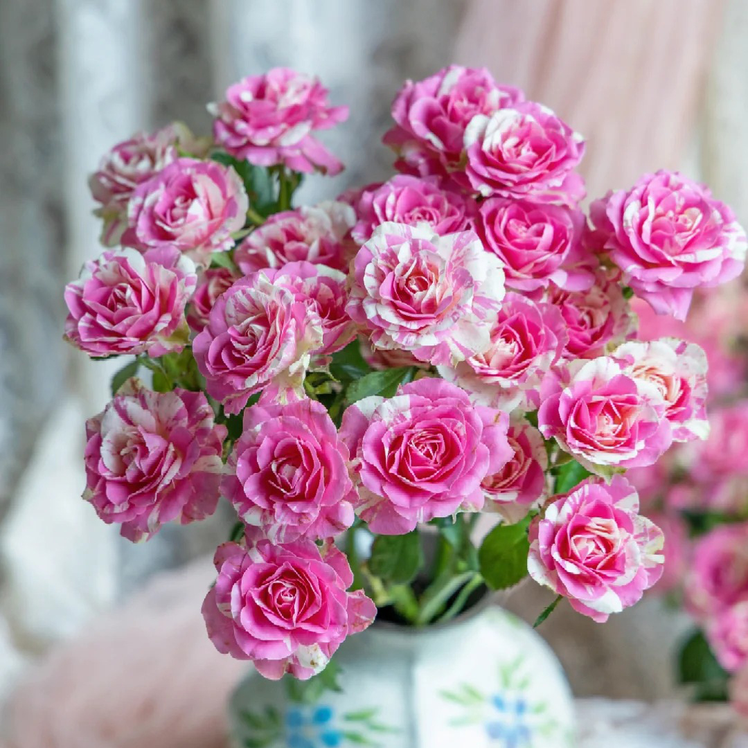 七叶花坊#多头玫瑰 【夏日冰沙】鲜花优选 顺丰直发 