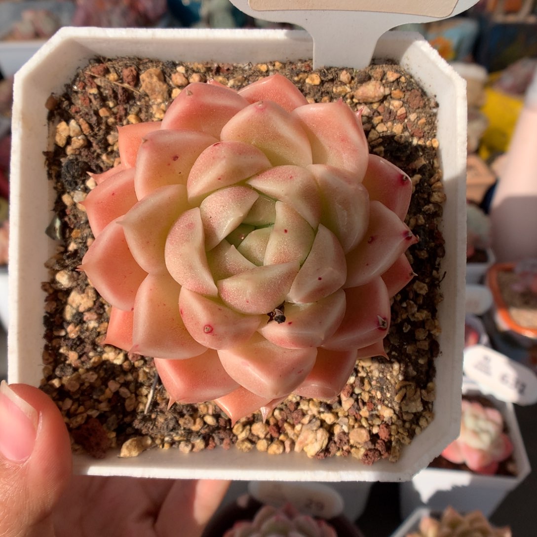 972麦杆多肉植物