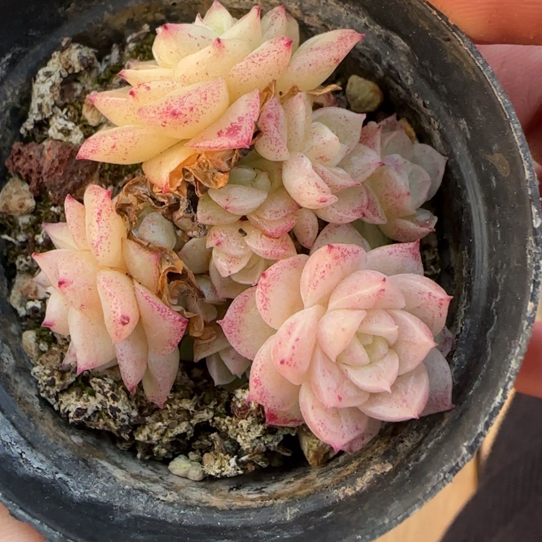 一物一拍麦秆珍妮08201