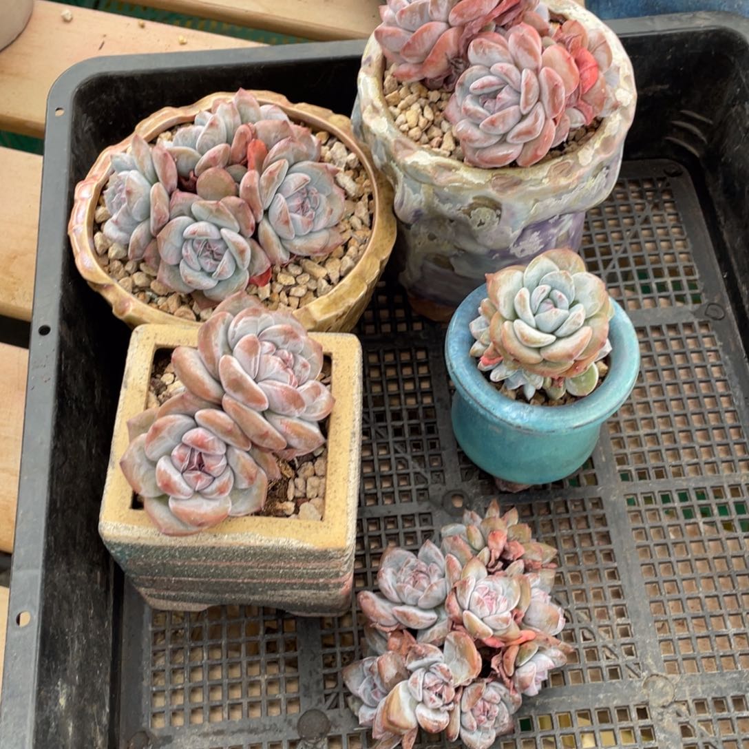 A835静好多肉园艺