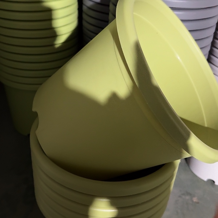 四季5号果绿无托6个特价微瑕