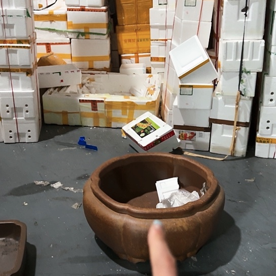 红陶葵****)紫砂花盆里放的