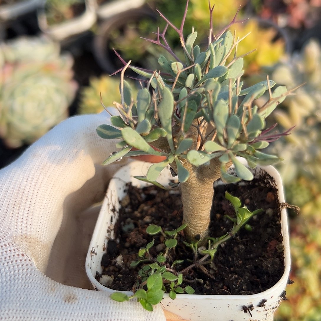 黑鬼殿杜呃呃呃呃呃呃呃呃，