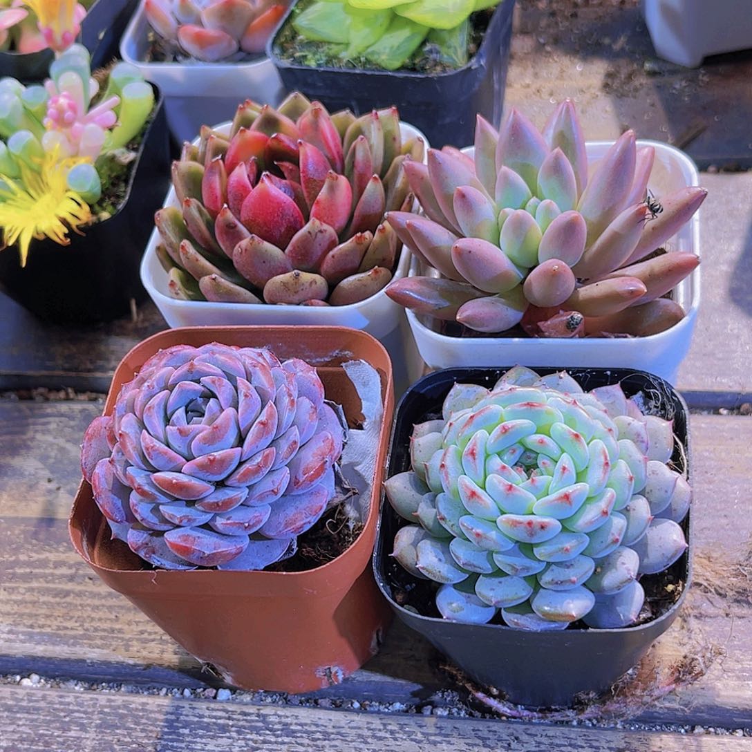 玫瑰。蜻蜓。恩宠。白胖