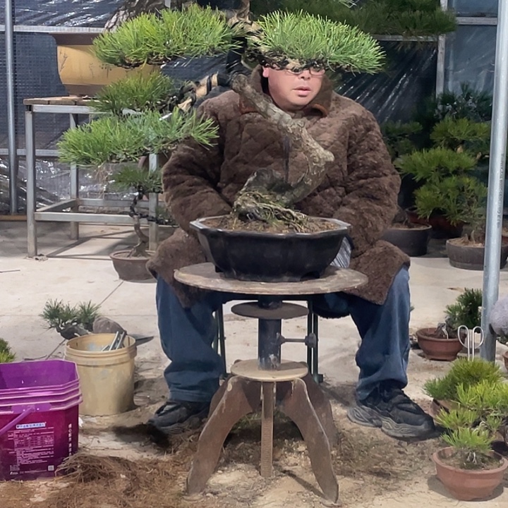 无花朵精品盆景黑松