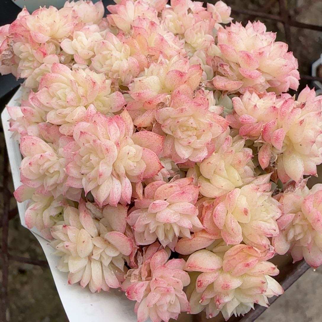 花语逸境0221-206散