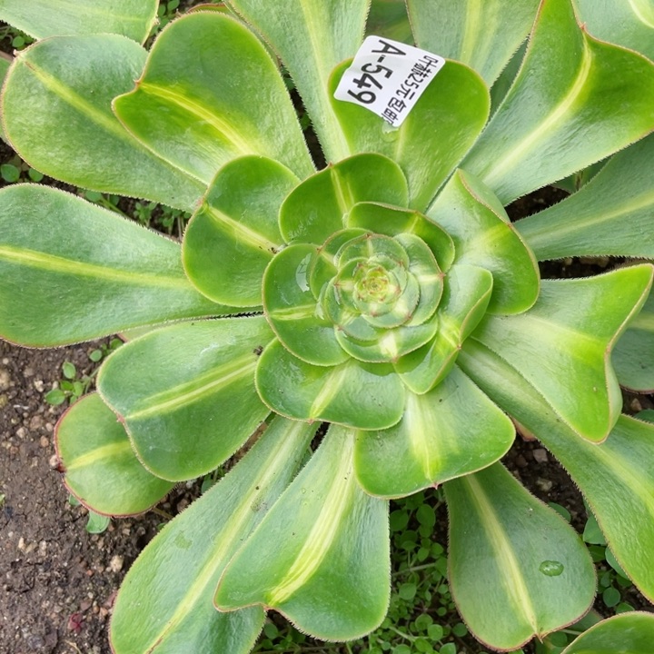 549暴君多肉12345678