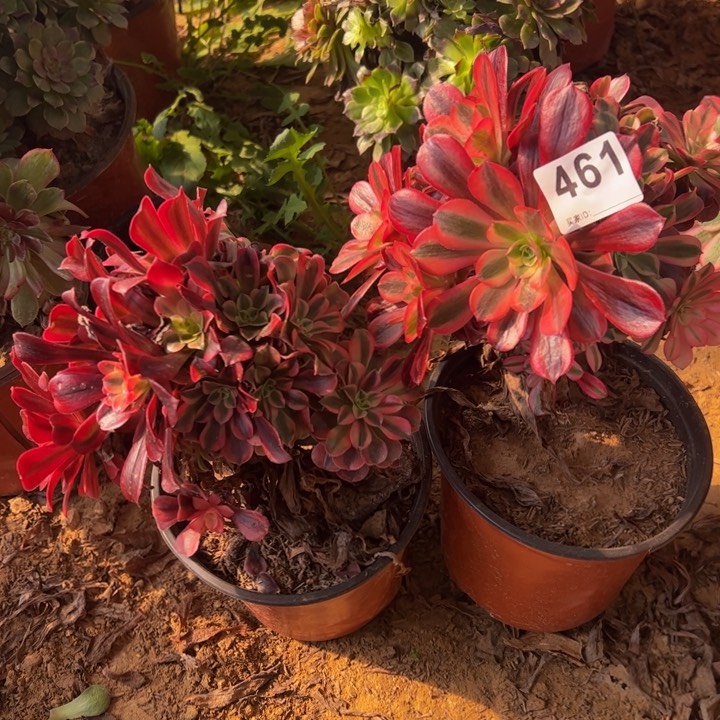 美杜莎2颗砍头461