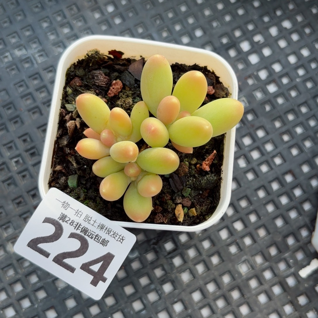 金蟾三头无盆土发货