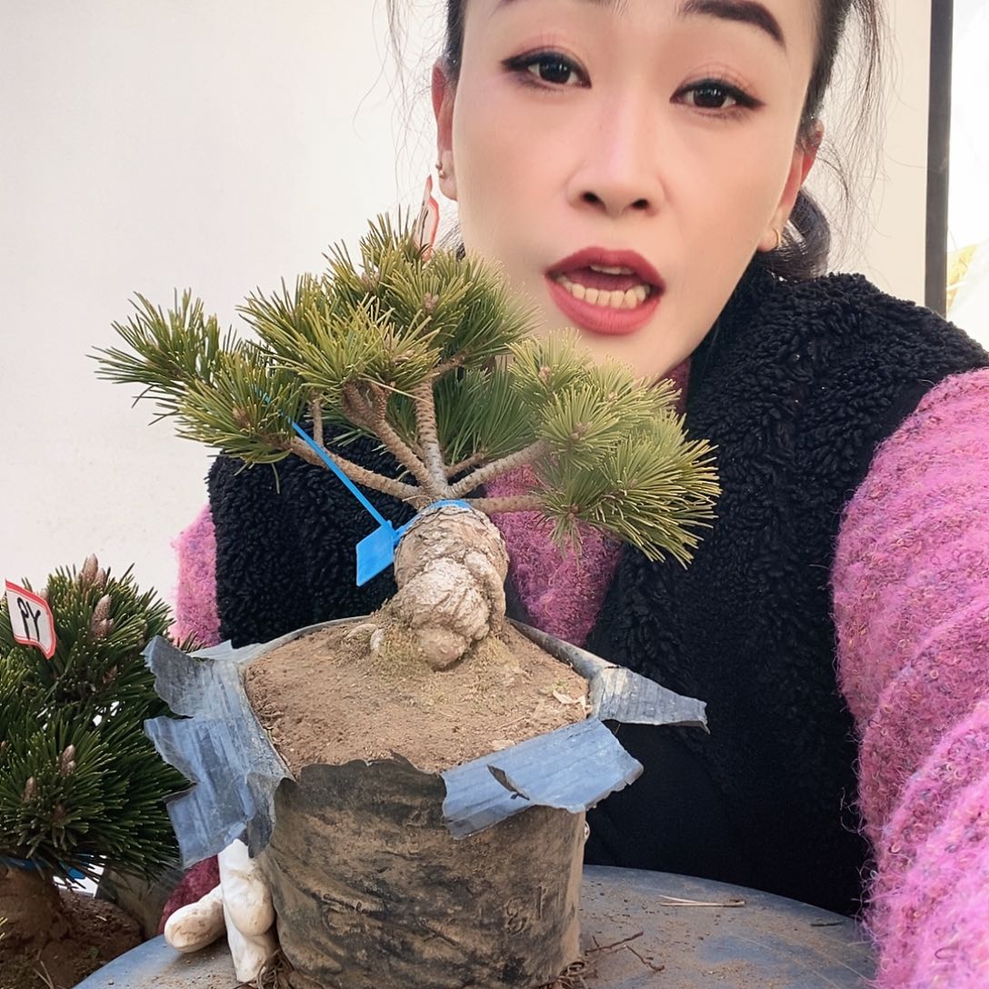 无花朵植物形态多年生草本