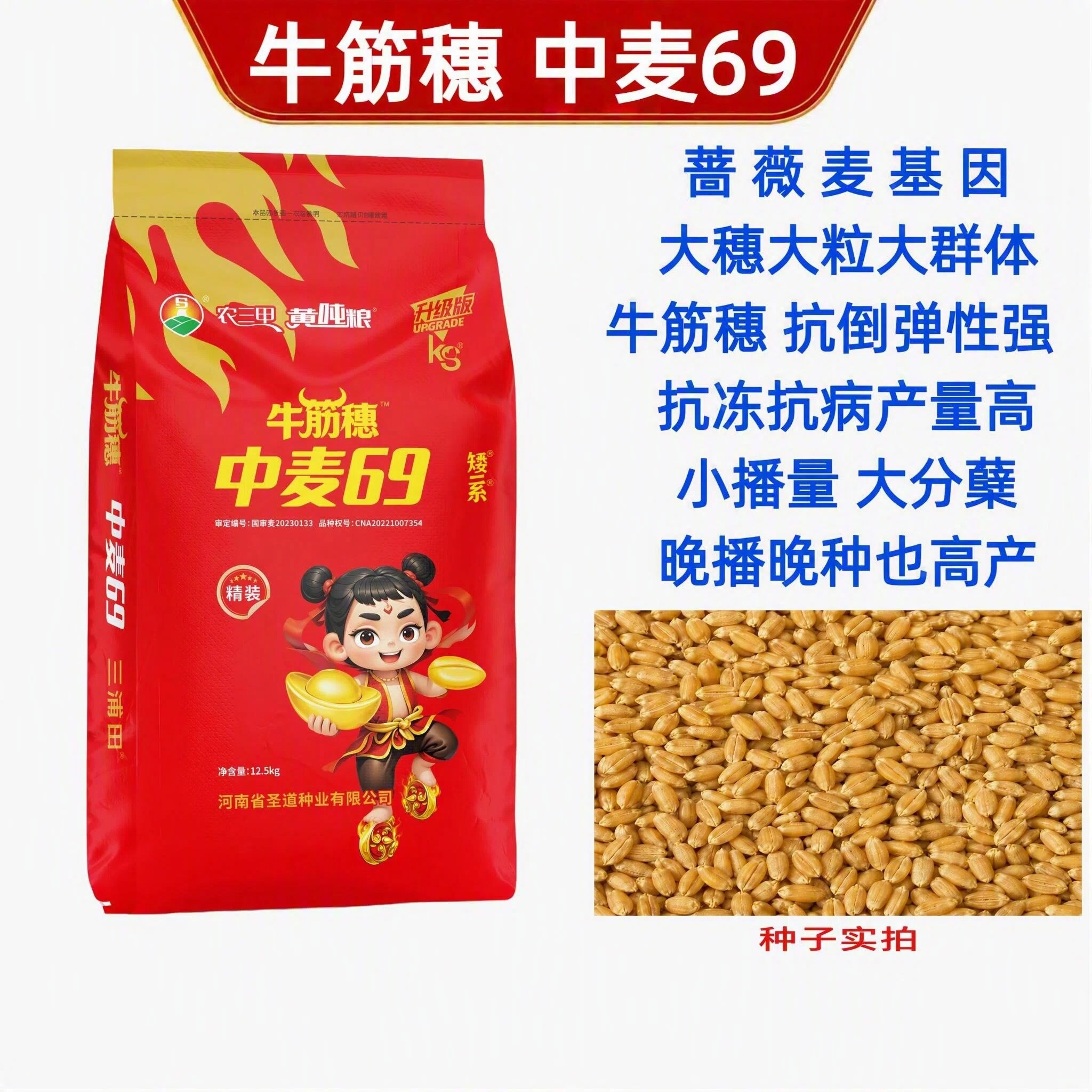 牛筋穗 中麦69 小播量 大分蘖角质粮 抗倒伏 达人专属商品图