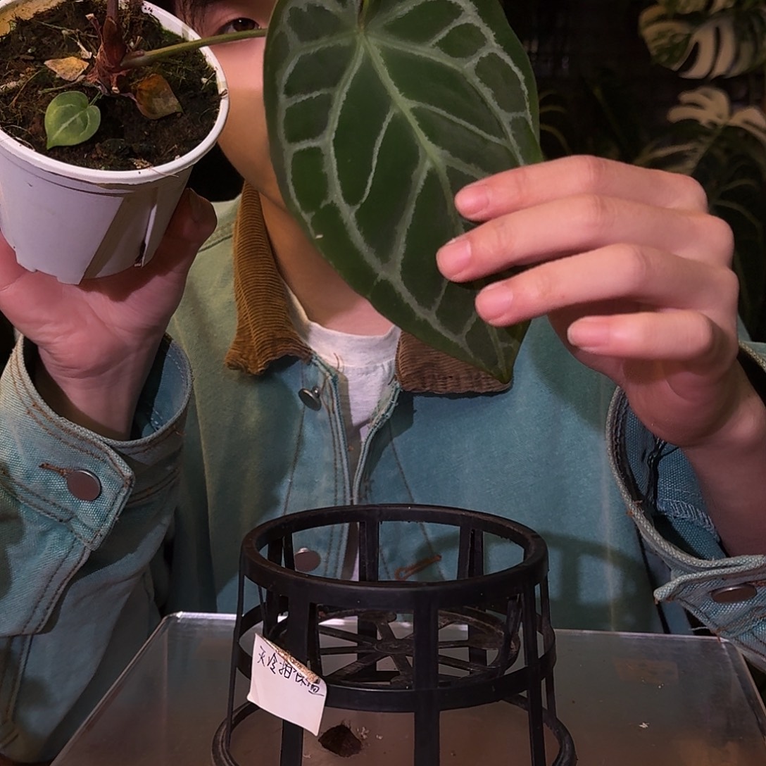 不开花植物M10米纳哈萨杂圆脸小钻石