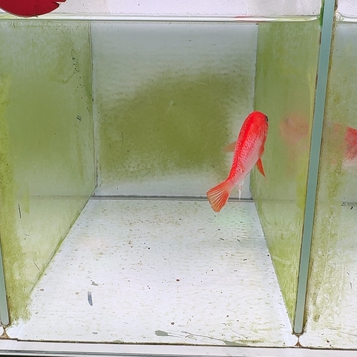 海水鱼315号太阳花红鸡公鱼