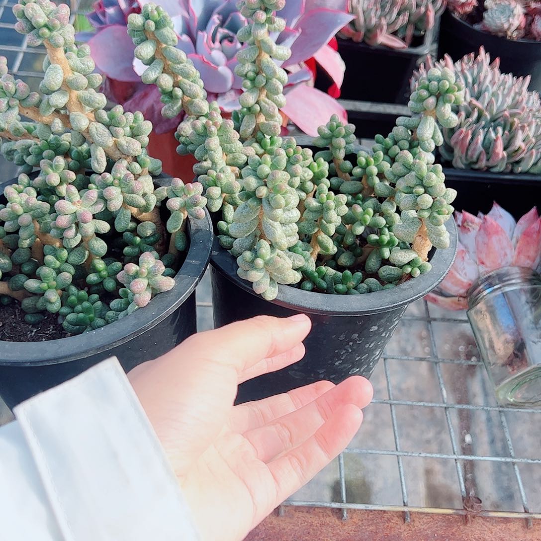 绿龟卵多头群生老桩