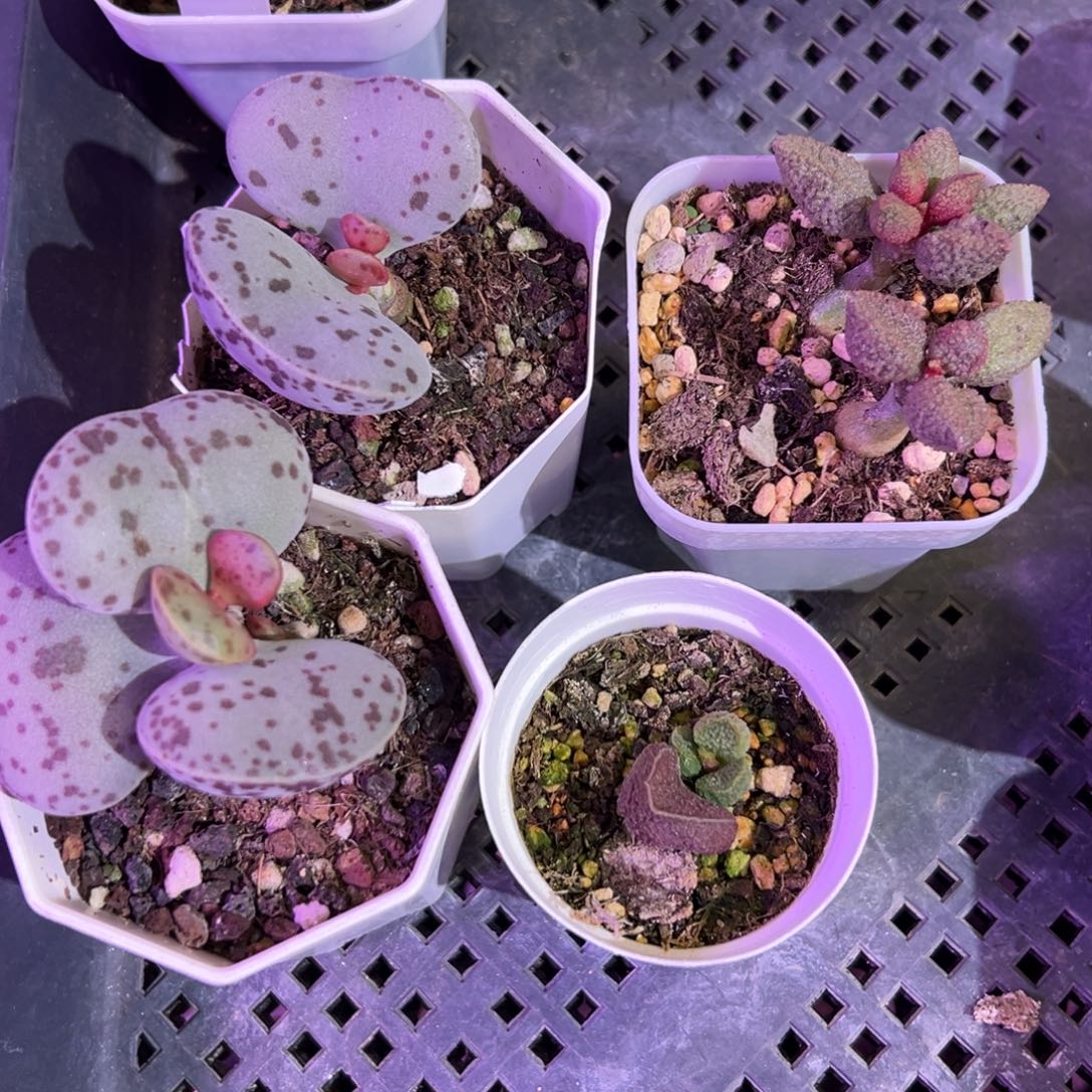 小***子四颗一起多肉植物水泡