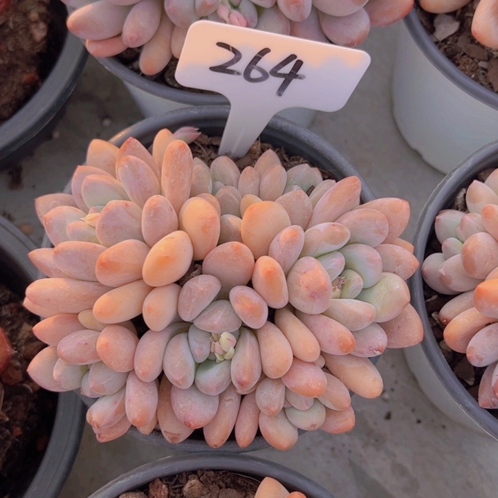 健健康康平平安安