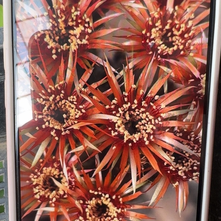 219丽花美花16歪3公分左右无根侧牙