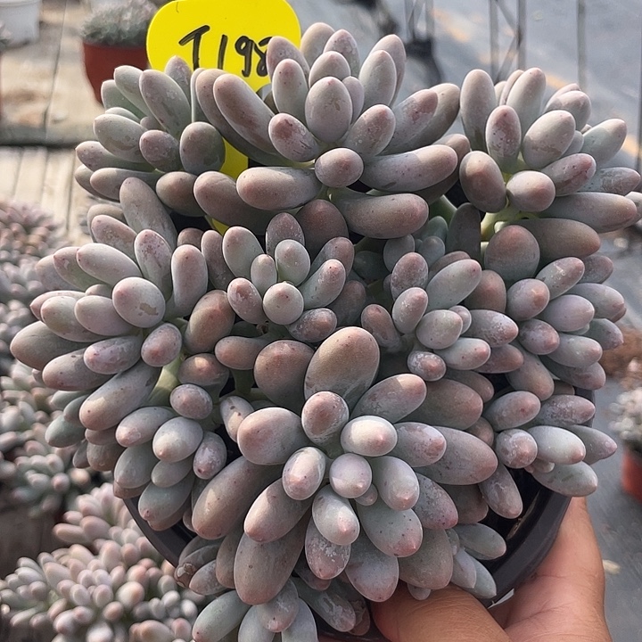 大叶汤圆多肉植物198