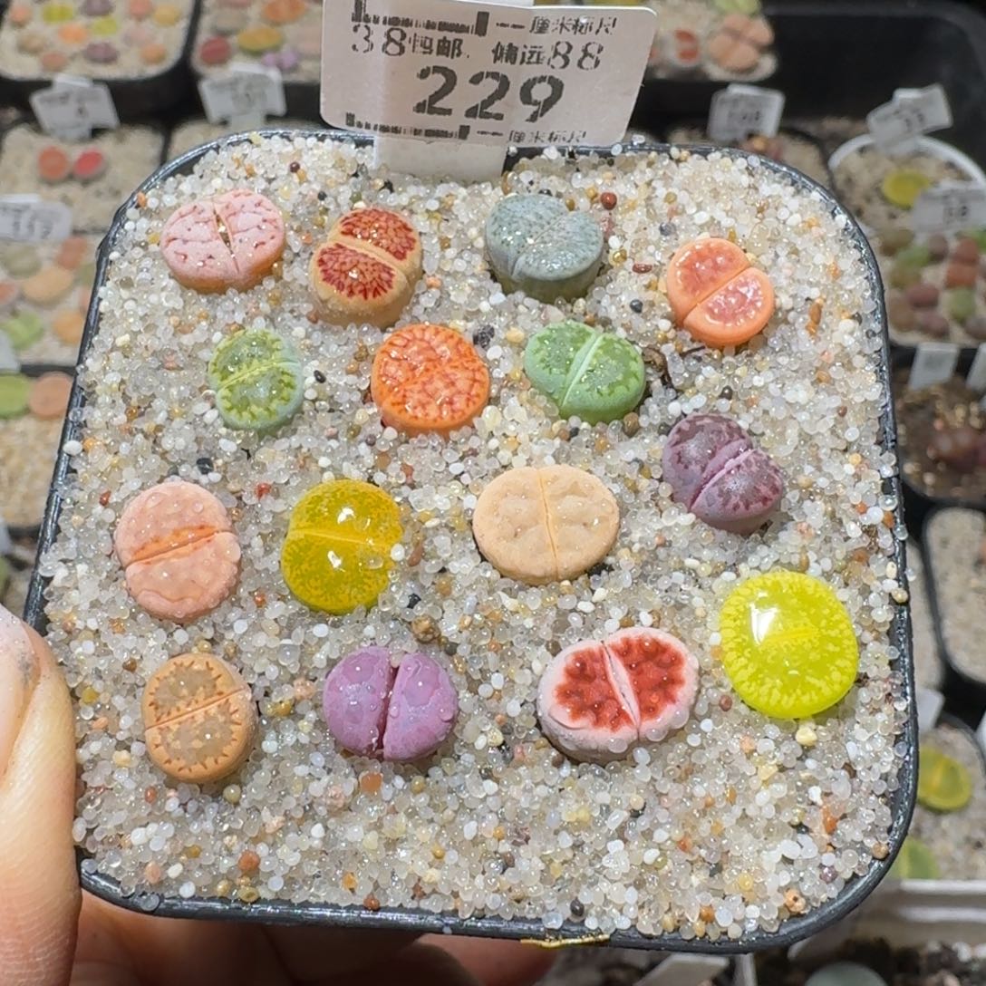 Sss冬天真便宜啊229推荐