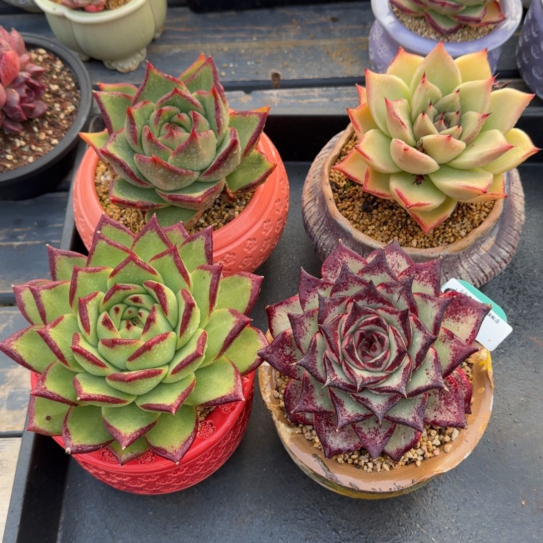 从前慢多肉精选编号1228.6