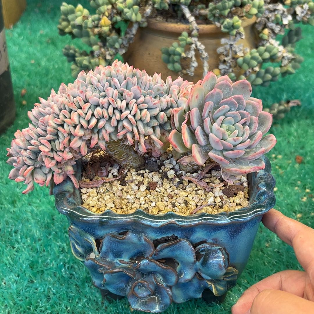 玛瑙缀，，，，，，，，，，，，，，