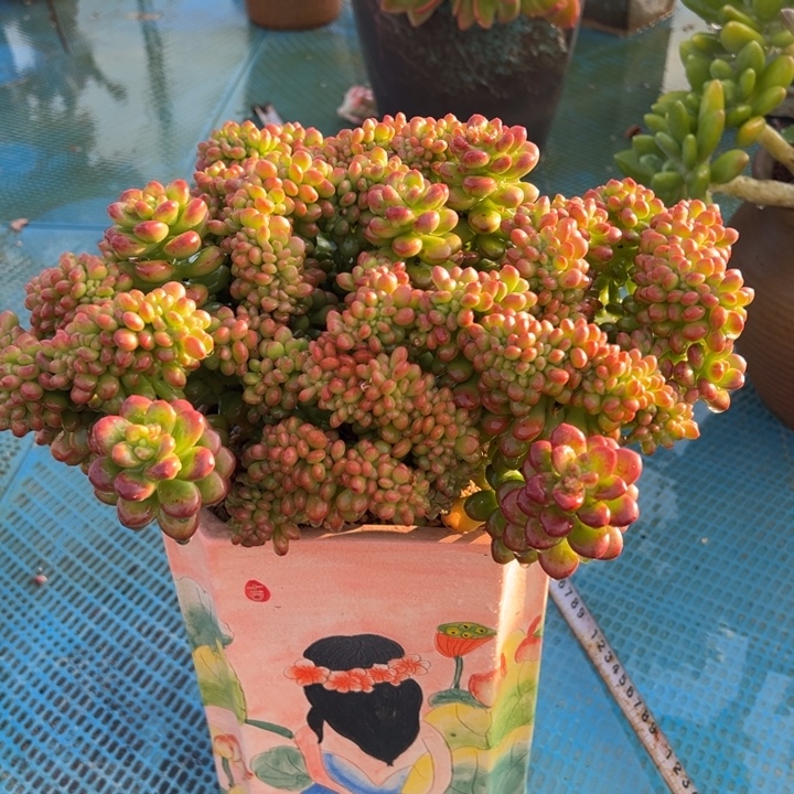 丸叶松绿拖土发快递。