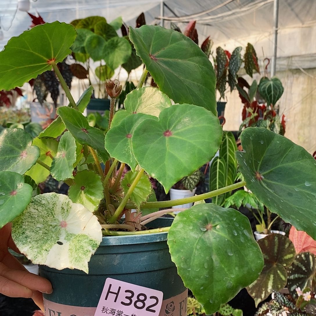 不开花植物蜜**~秋海棠382