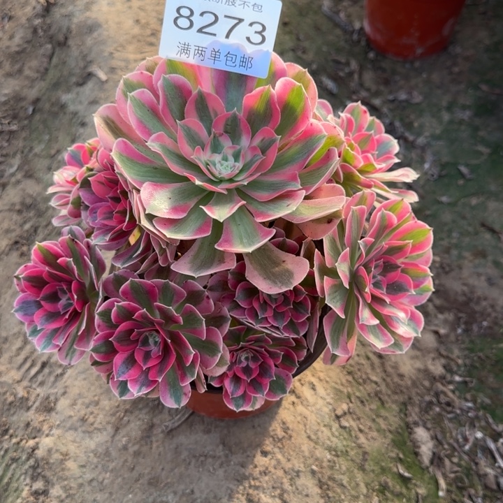 8273女郎多肉植物