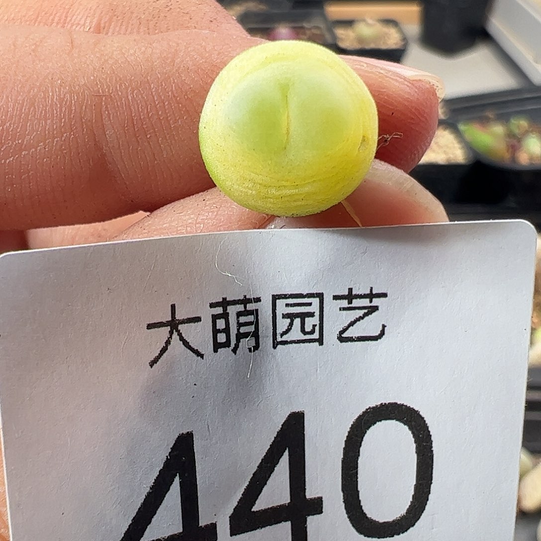 一物一拍。        440