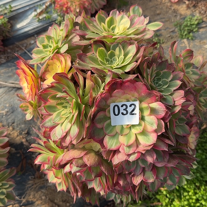 朵***朵海王032hhhhhhhhhh