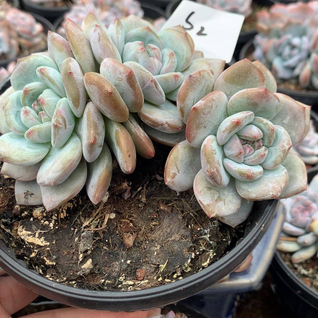 S2哈哈哈哈哈哈哈哈哈