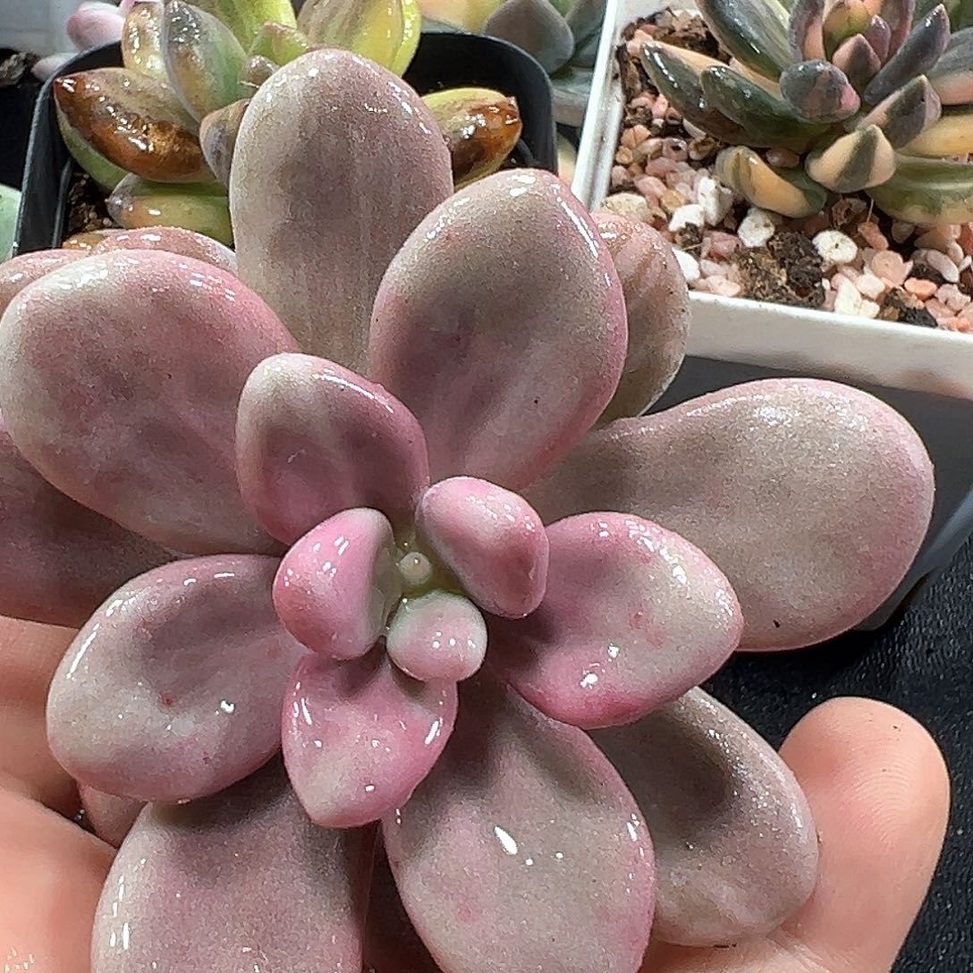 桃蛋锦头盖 小方花圃一物一拍