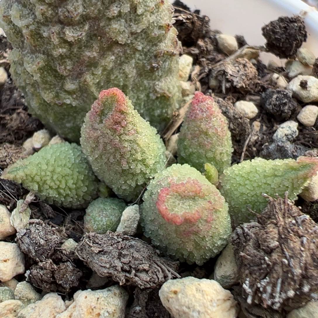 冰晶杂大苗多肉植物水泡