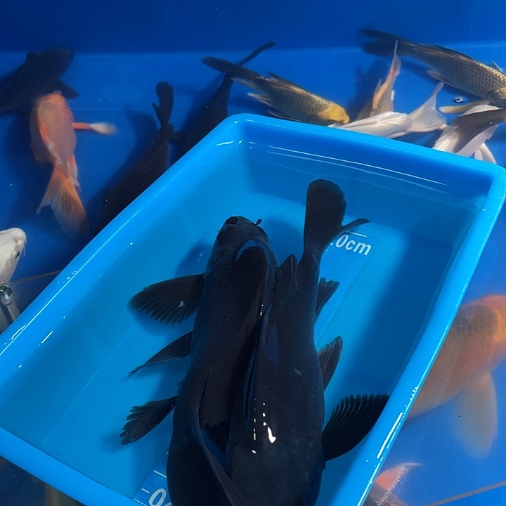 观赏鱼，精品蝴蝶鲤鱼