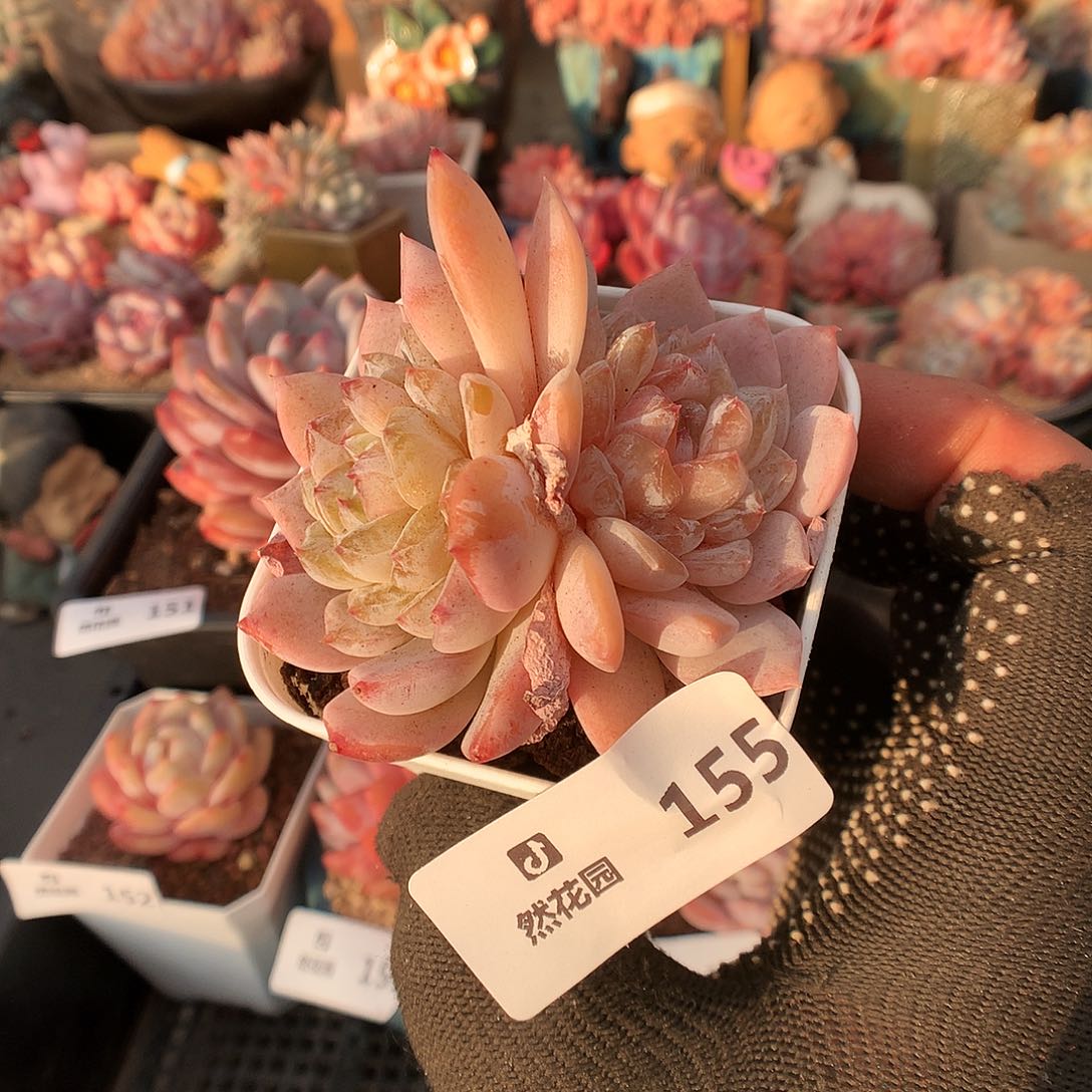 155冰魄多肉植物6666