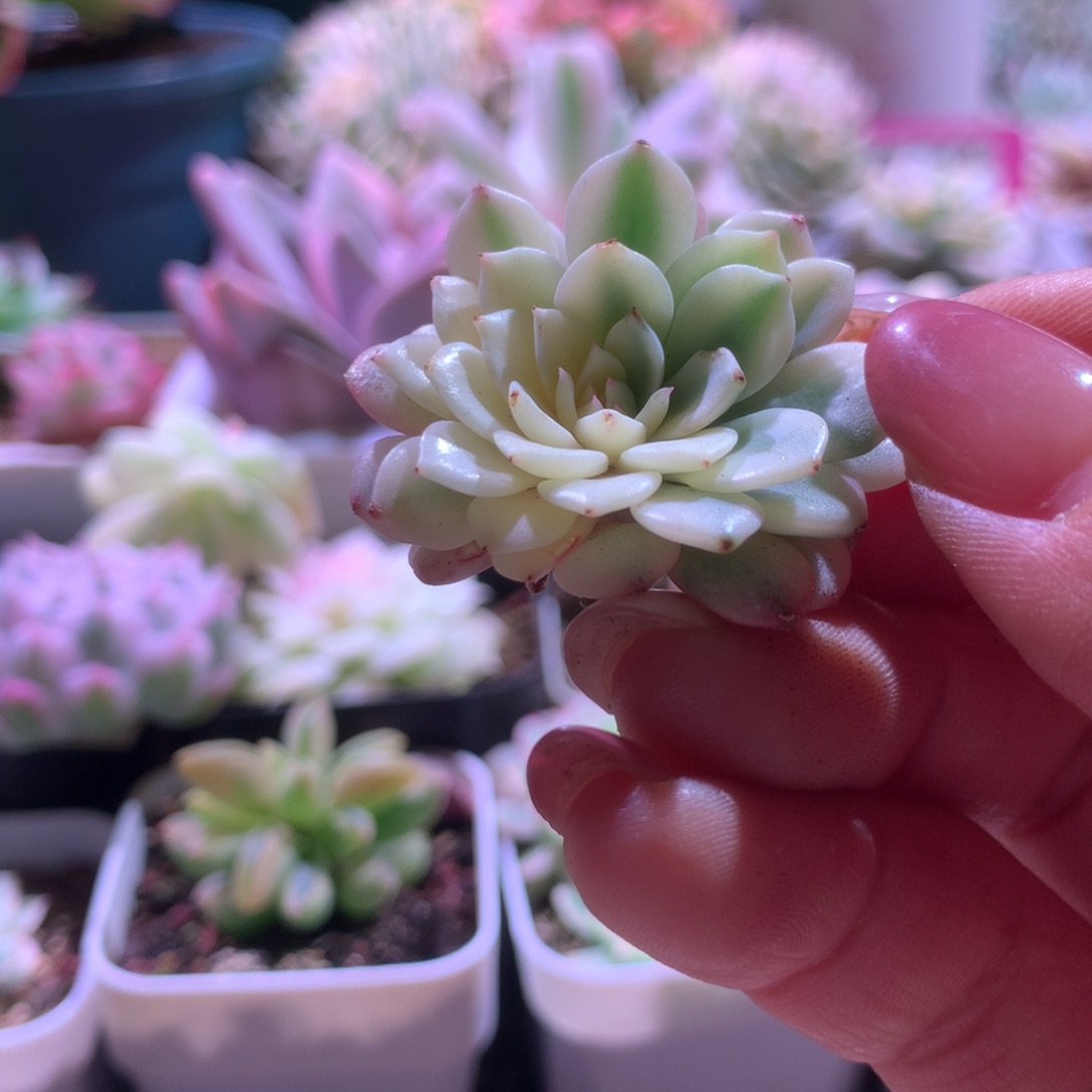 纸风车半覆轮锦砍头