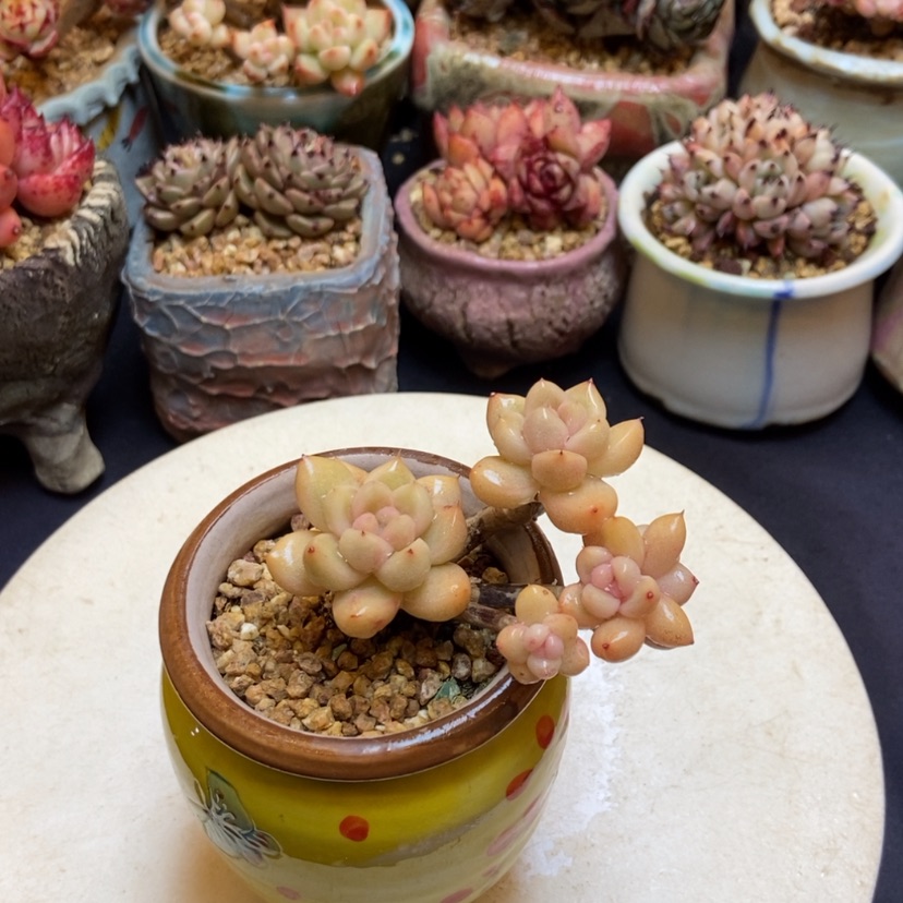 【闪购商品】杂交群