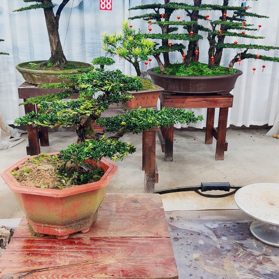 盆景罗汉松一物一拍
