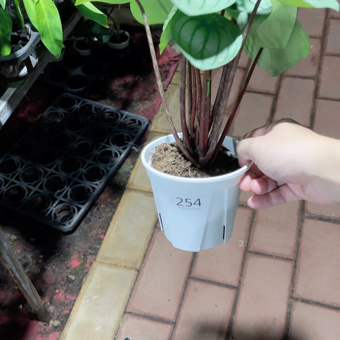 香***x完全开放254麒麟瓜